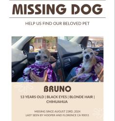 Lost Male Dog last seen E 69th St Los Angeles, Los Angeles, CA 90001