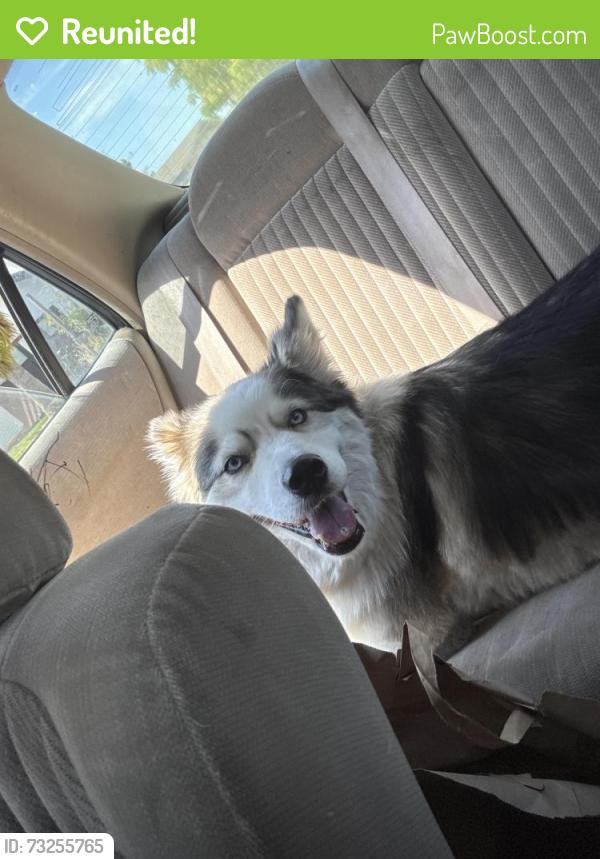 Reunited Female Dog last seen Camden ave San Jose, San Jose, CA 95120