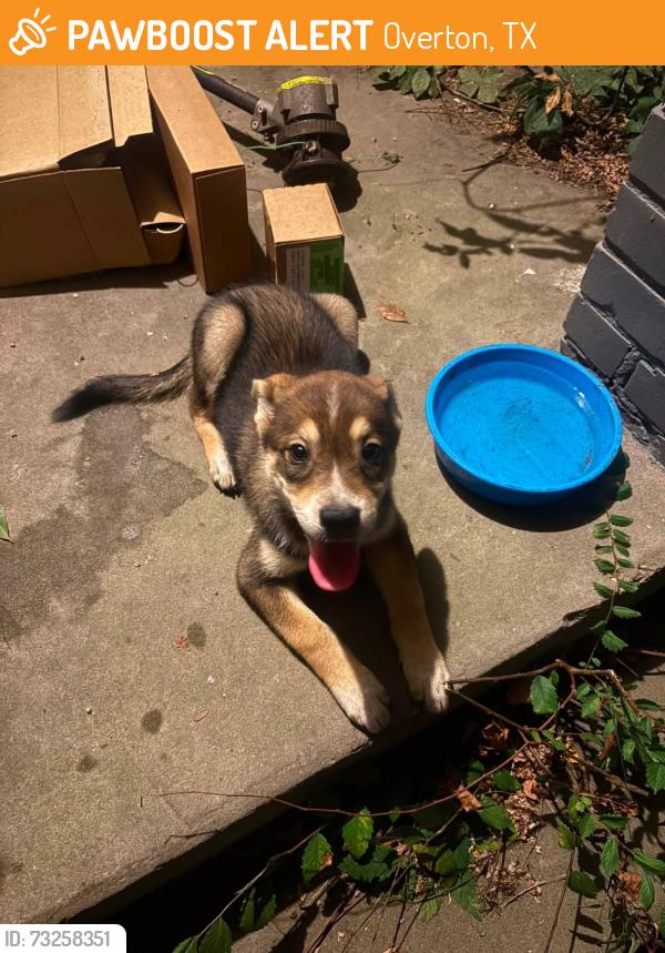 Found/Stray Female Dog last seen Main St., Overton, TX 75684