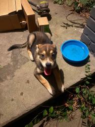 Found/Stray Female Dog last seen Main St., Overton, TX 75684