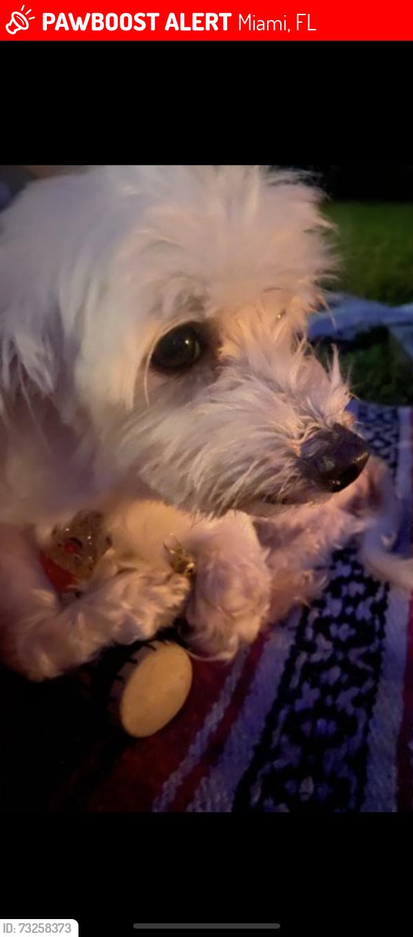 Lost Female Dog last seen Near and 10th, Miami, FL 33127