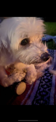 Lost Female Dog last seen Near and 10th, Miami, FL 33127