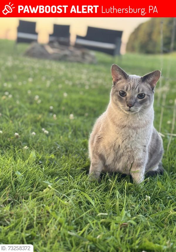 Lost Male Cat last seen Near Hayes Rd, Luthersburg, PA, 15848, Luthersburg, PA 15848