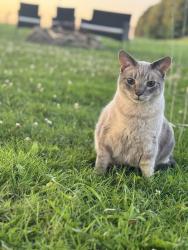 Lost Male Cat last seen Near Hayes Rd, Luthersburg, PA, 15848, Luthersburg, PA 15848