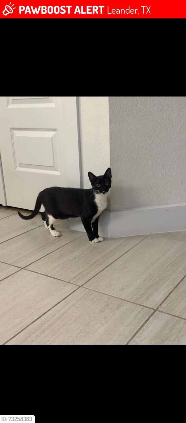Lost Female Cat last seen Near near Ronald Reagan, Leander, TX 78641