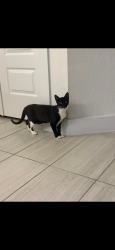 Lost Female Cat last seen Near near Ronald Reagan, Leander, TX 78641