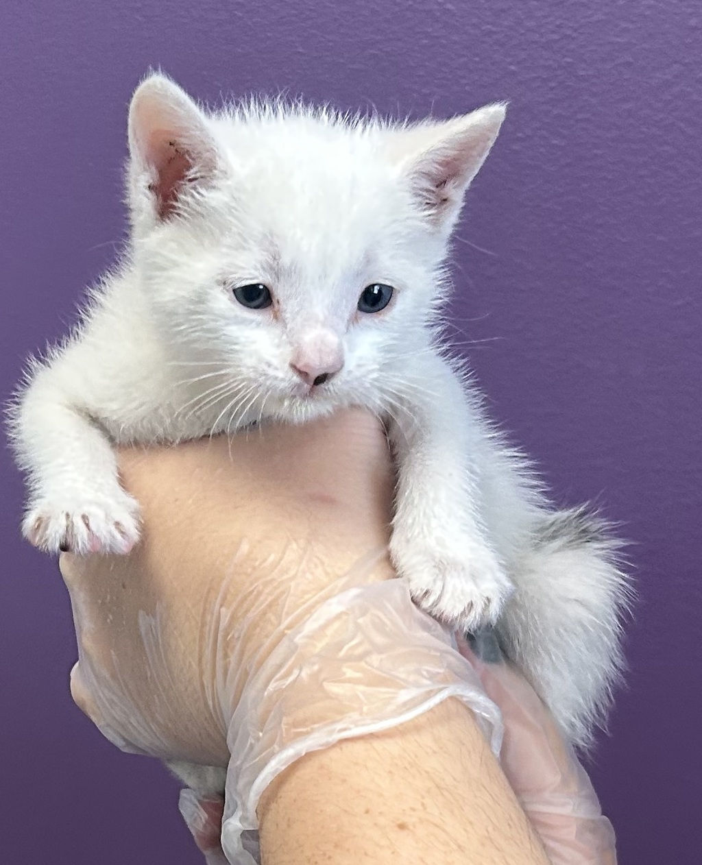 Shelter Stray Male Cat last seen Near S Gustin Road, SALT LAKE CITY, UT, 84104, 511 W 3900 S, Salt Lake City, UT 84123, USA