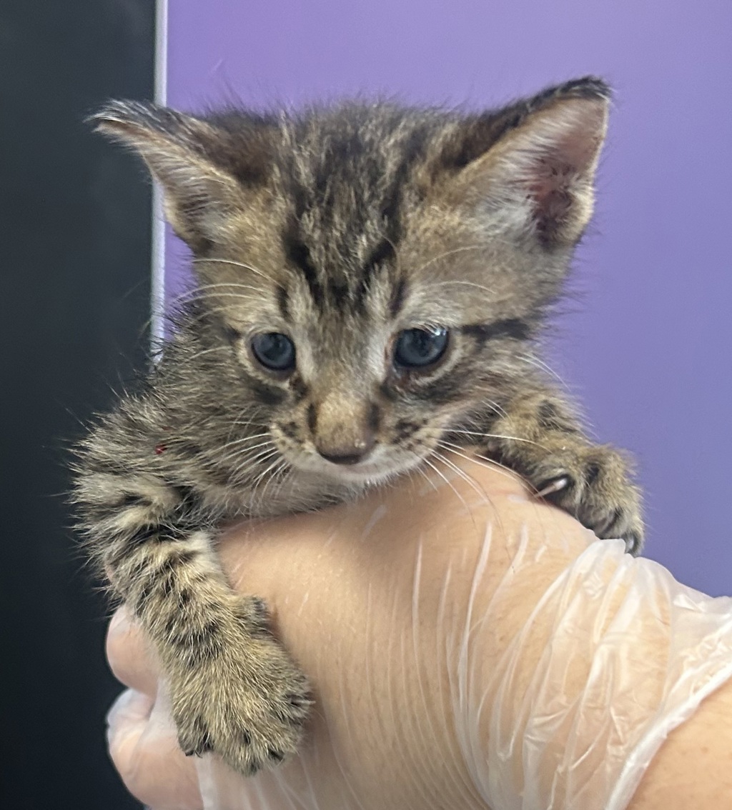 Shelter Stray Male Cat last seen Near S Gustin Road, SALT LAKE CITY, UT, 84104, 511 W 3900 S, Salt Lake City, UT 84123, USA