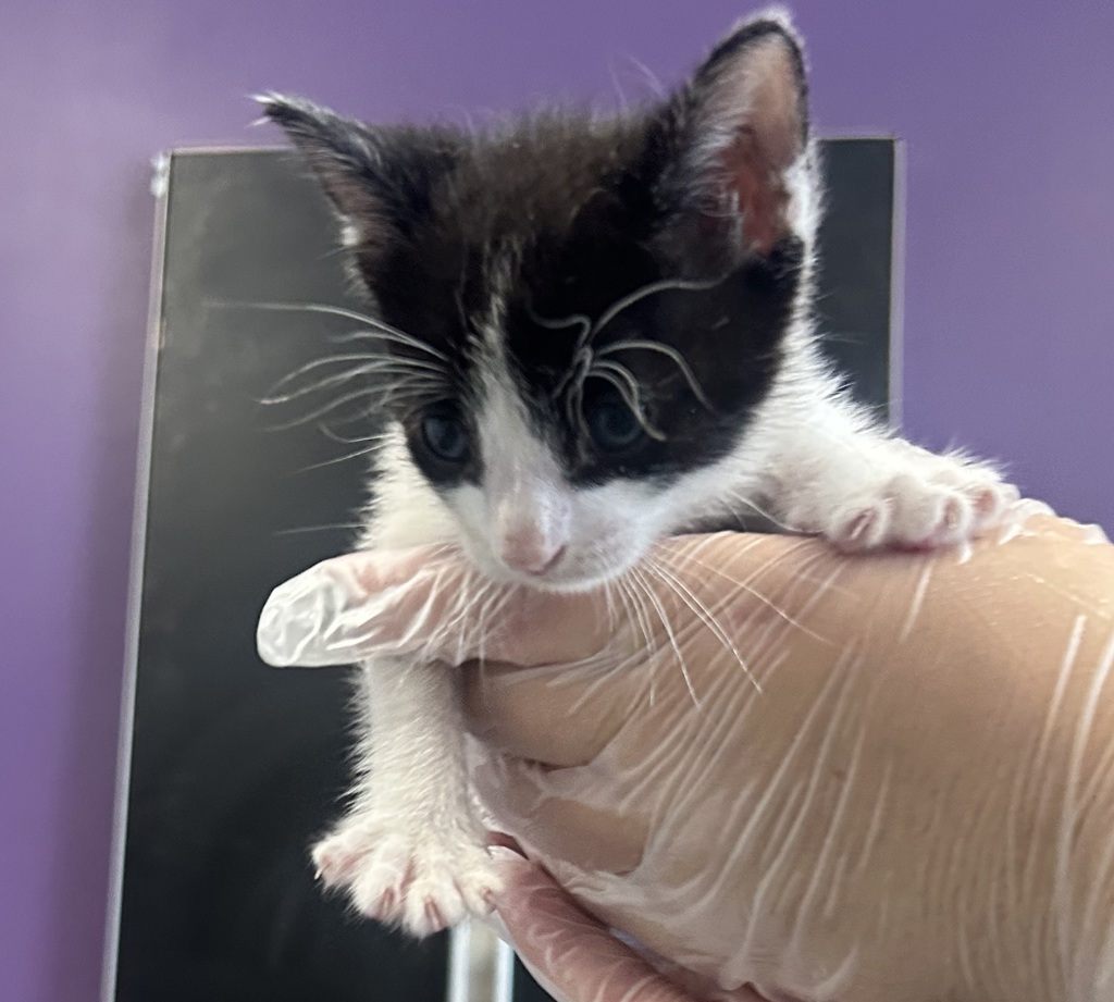 Shelter Stray Male Cat last seen Near S Gustin Road, SALT LAKE CITY, UT, 84104, 511 W 3900 S, Salt Lake City, UT 84123, USA