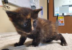 Shelter Stray Female Cat last seen Near Gavioto Court, Oceanside, CA, 92057, Oceanside, CA 92058, USA