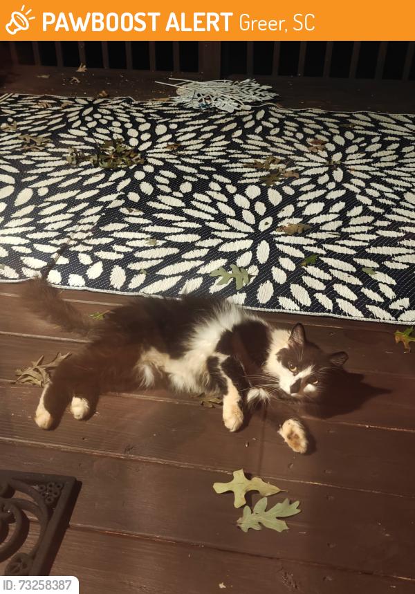 Found/Stray Male Cat last seen Westview Subdivision, Greer, SC 29651