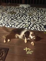 Found/Stray Male Cat last seen Westview Subdivision, Greer, SC 29651