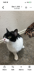 Lost Female Cat last seen Ron rd and Klein rd, New Braunfels, TX 78130