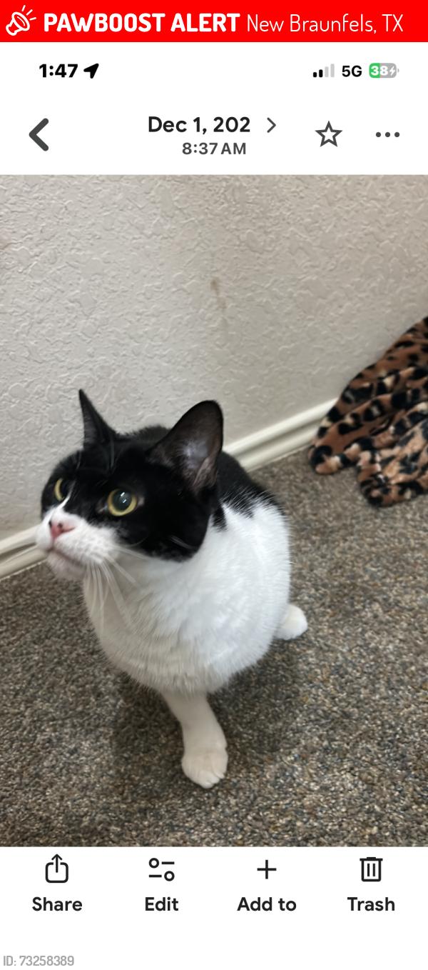 Lost Female Cat last seen Ron rd and Klein rd, New Braunfels, TX 78130