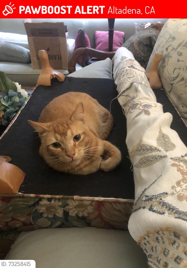 Lost Male Cat last seen Mt. Curve and Concha, Altadena, Altadena, CA 91001