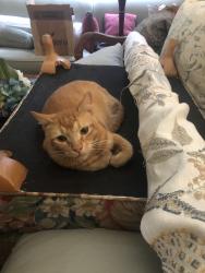 Lost Male Cat last seen Mt. Curve and Concha, Altadena, Altadena, CA 91001