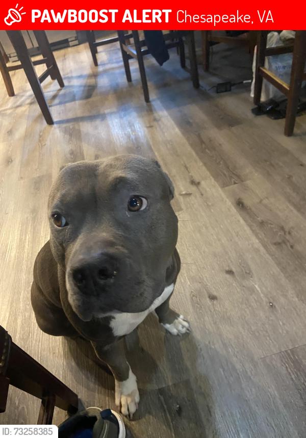 Lost Female Dog last seen Longridge , Beaver Dam, Peoples, Head of River Road, Chesapeake, VA 23322