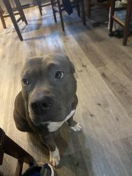 Lost Female Dog last seen Longridge , Beaver Dam, Peoples, Head of River Road, Chesapeake, VA 23322