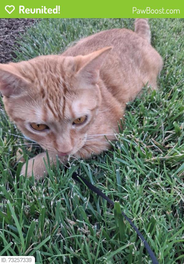 Reunited Female Cat last seen Foodlion knightdale, Knightdale, NC 27545