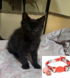 Reunited Female Cat last seen Edinger & Flower, Santa Ana, CA 92707