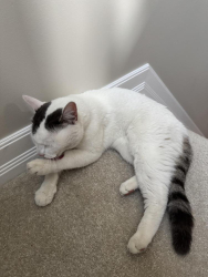 Lost Female Cat last seen Harmer and Kenilworth, Ottawa, ON K1Y 4C8