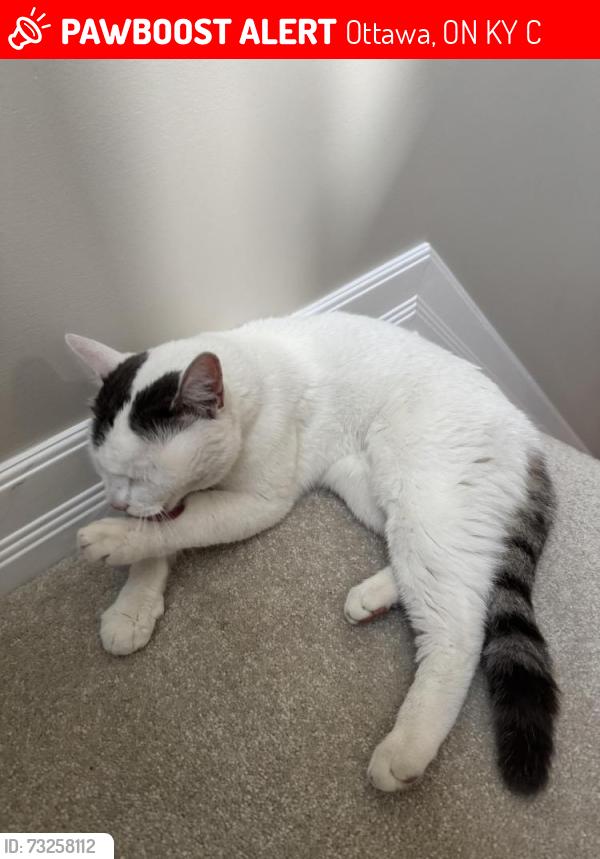 Lost Female Cat last seen Harmer and Kenilworth, Ottawa, ON K1Y 4C8