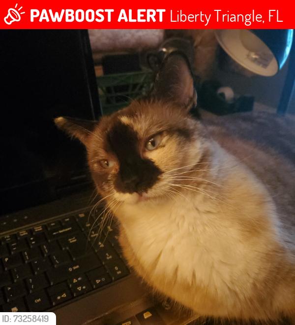 Lost Female Cat last seen Near Ave, 109 Lane, Liberty Triangle, FL 34481