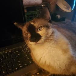 Lost Female Cat last seen Near Ave, 109 Lane, Liberty Triangle, FL 34481