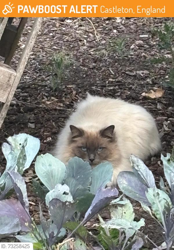 Found/Stray Male Cat last seen Castleton rochdale, Castleton, England 