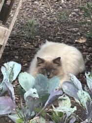 Found/Stray Male Cat last seen Castleton rochdale, Castleton, England 