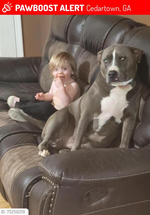 Lost Male Dog last seen Near and culp lake rd, Cedartown, GA 30125