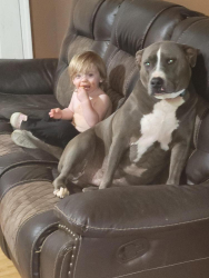 Lost Male Dog last seen Near and culp lake rd, Cedartown, GA 30125