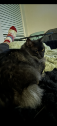 Lost Female Cat last seen Klein rd, New Braunfels, TX 78130