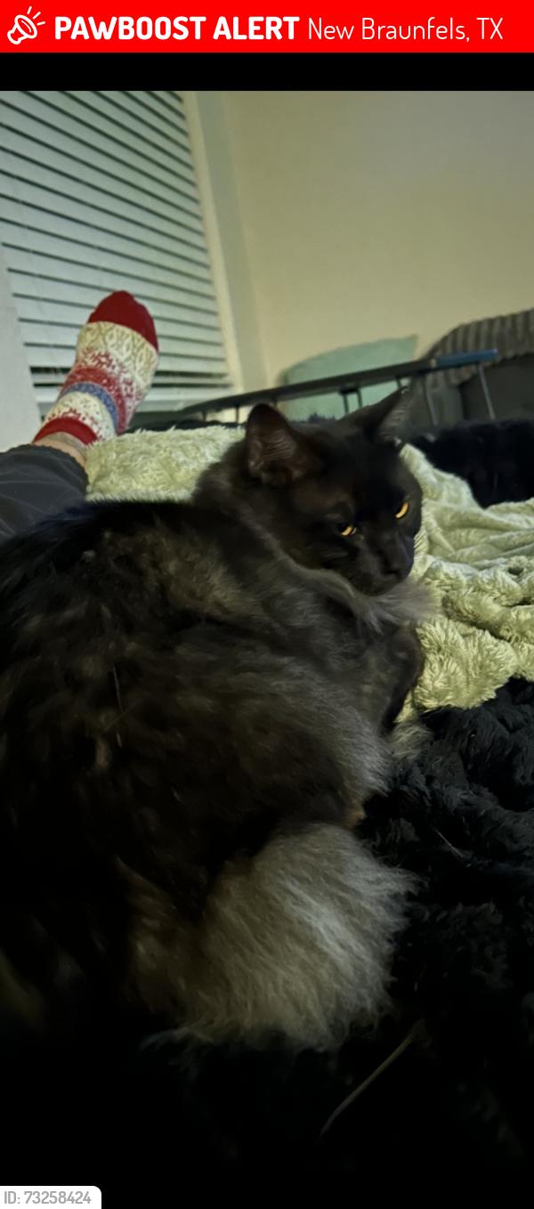 Lost Female Cat last seen Klein rd, New Braunfels, TX 78130