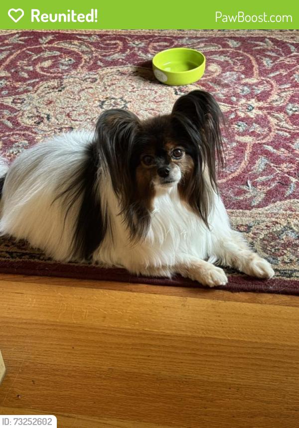 Reunited Female Dog last seen Sawbuck Rd, Caughlin Ranch, Reno, Reno, NV 89519