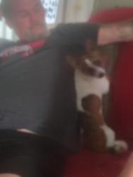 Lost Male Dog last seen Pierce and twowhig, San Angelo, TX 76901