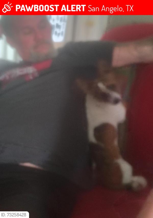 Lost Male Dog last seen Pierce and twowhig, San Angelo, TX 76901