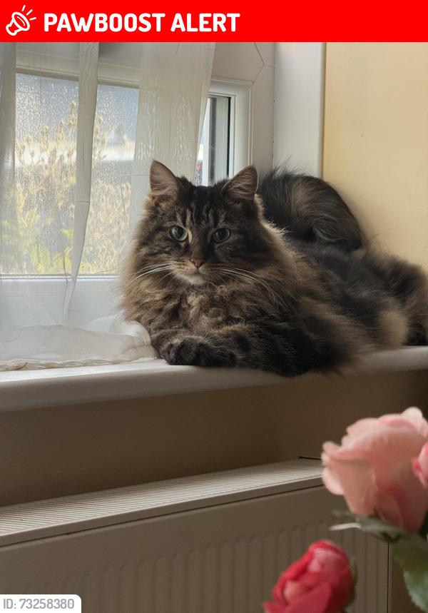 Lost Female Cat last seen Greenway, Pinner, Greater London, England 
