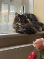 Lost Female Cat last seen Greenway, Pinner, Greater London, England 