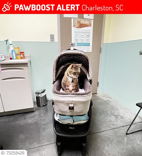 Lost Male Cat last seen Queen and Archdale, Charleston, SC 29401