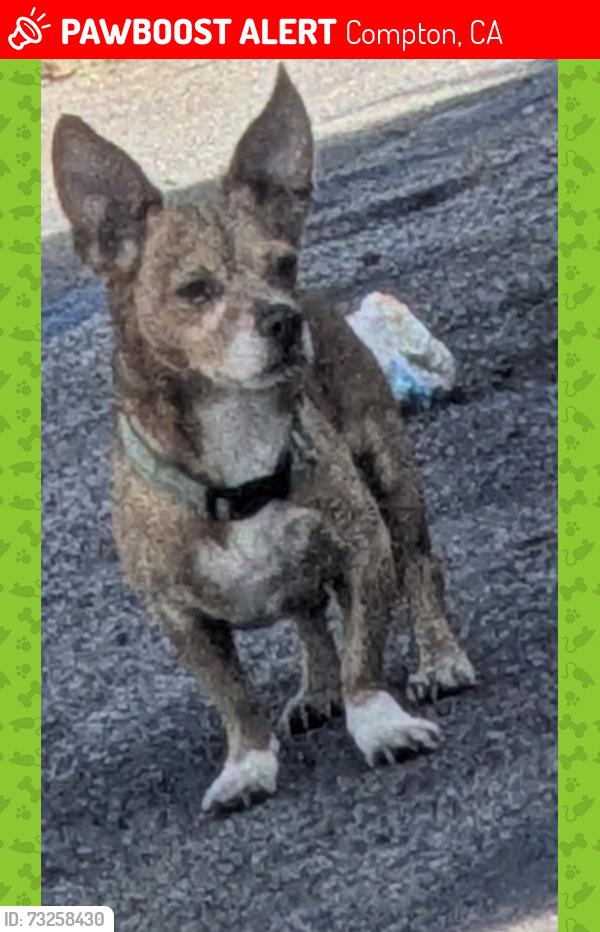 Lost Male Dog last seen Long Beach Blvd. & K St., Compton, CA 90220