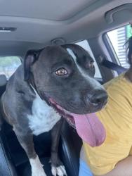 Found/Stray Female Dog last seen Jordan River and Hollywood, Sunrise Manor, NV 89156