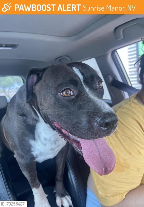 Found/Stray Female Dog last seen Jordan River and Hollywood, Sunrise Manor, NV 89156