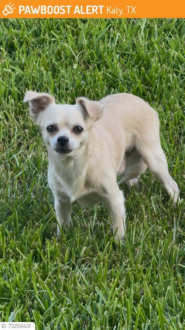 Found/Stray Male Dog last seen Adelaide dr, Katy, TX 77449