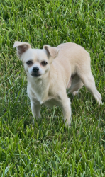 Found/Stray Male Dog last seen Adelaide dr, Katy, TX 77449