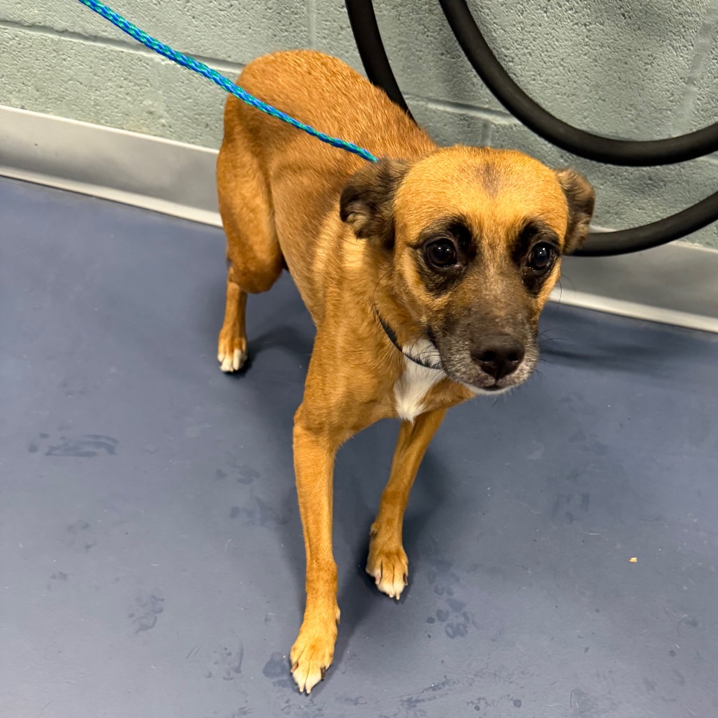 Shelter Stray Female Dog last seen , 980 Guilford College Rd, Greensboro, NC 27409, USA