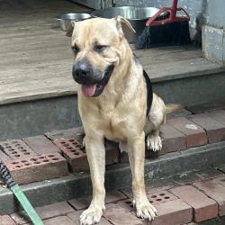 Shelter Stray Male Dog last seen , 980 Guilford College Rd, Greensboro, NC 27409, USA