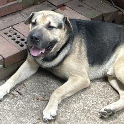 Shelter Stray Male Dog last seen , 980 Guilford College Rd, Greensboro, NC 27409, USA