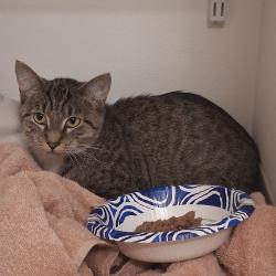Shelter Stray Female Cat last seen , 2608 Center St, Tacoma, WA 98409, USA