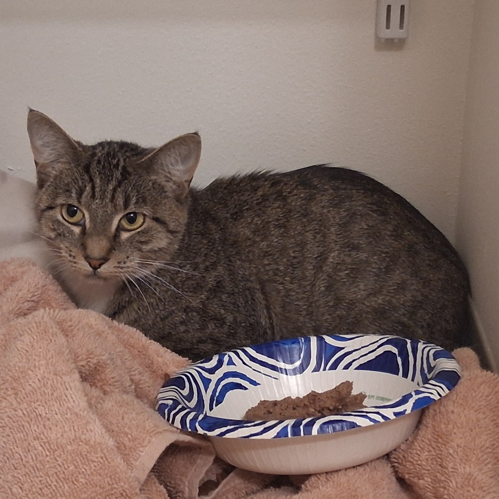 Shelter Stray Female Cat last seen , 2608 Center St, Tacoma, WA 98409, USA